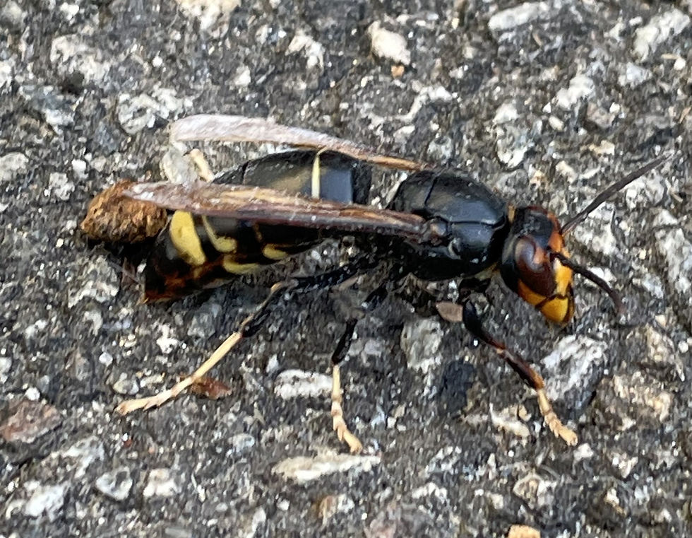 La Reconnaissance des Nids de Frelon Asiatique