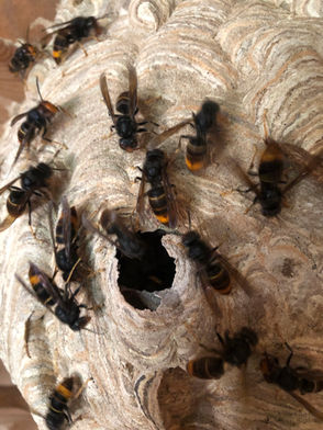 Décryptage du Comportement du Frelon