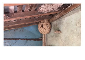 Prévention et Gestion des Nids de Frelons Asiatiques