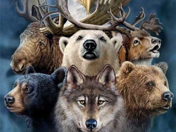 Medicina dos Animais