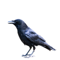 animals-4160051_1280.png