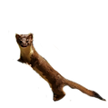 Long_tailed_weasel.png