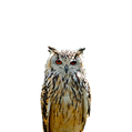 owl-1280170_1280b.png
