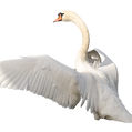 png-943296_1280.png