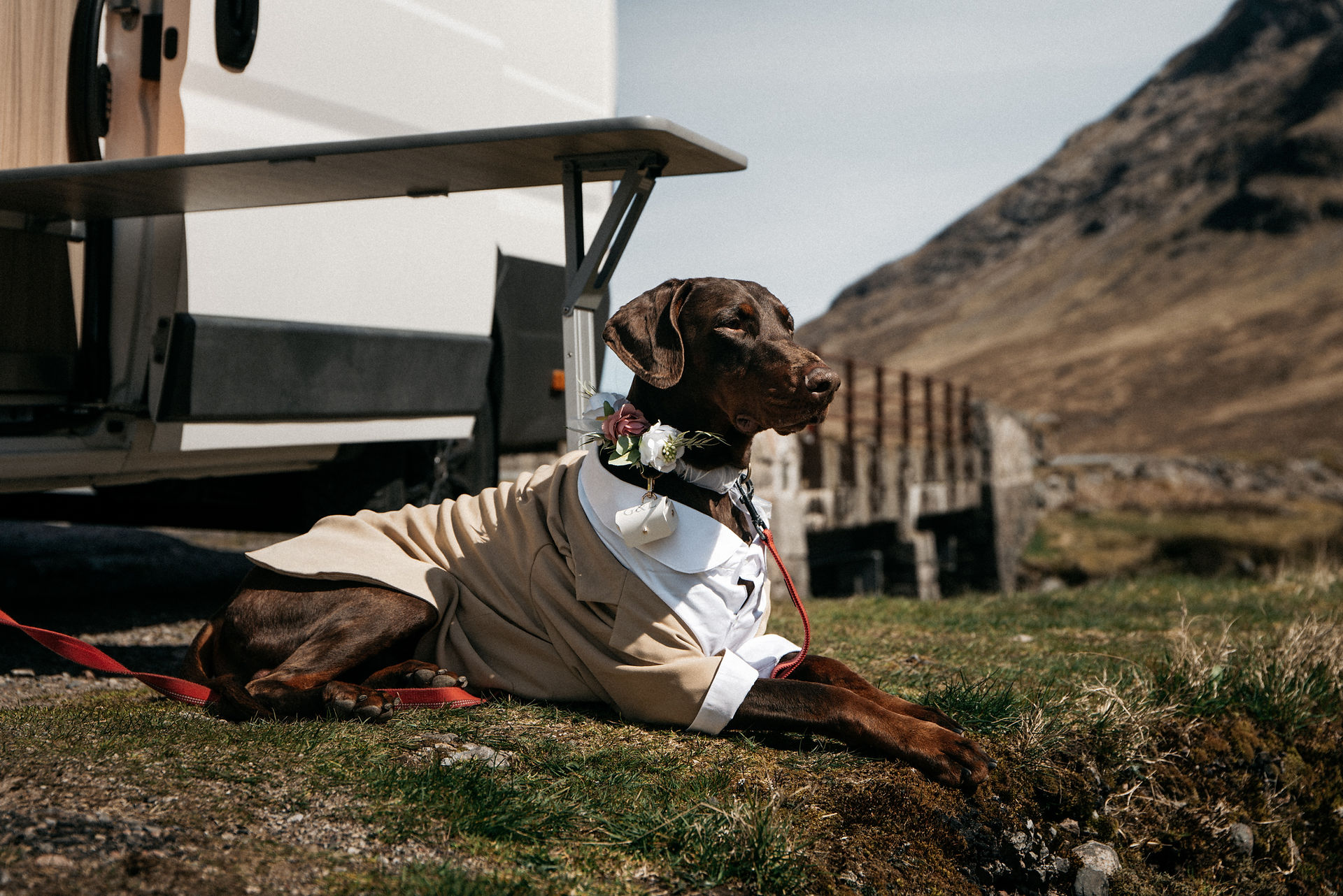 Close portrait of Zeus in Glen Etive