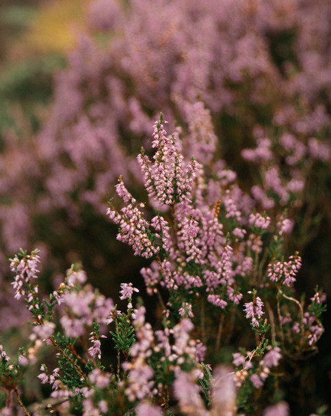 Detailed photo of pink heather