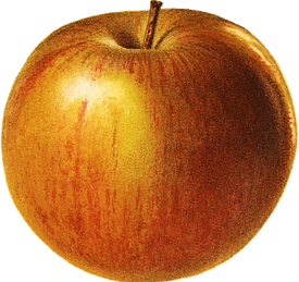 Dessin vintage d'une pomme