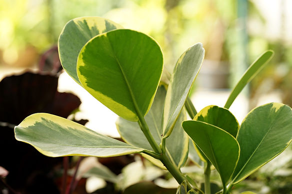 Branch with green leaves of Clusia rosea or Copey clusia, Antognaph tree, Balsam apple, Pi