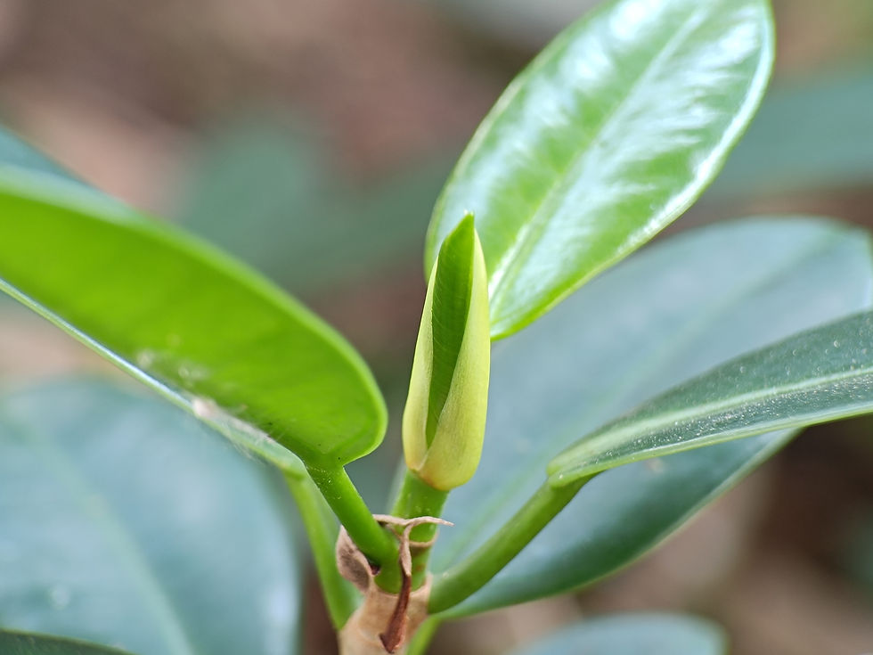 Close-up of Clusia Guttifera bud and new leaf growth, illustrating healthy development and resilience