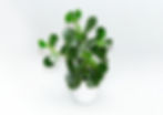 Clusia Guttifera plant in pot with dense, glossy leaves, ideal for privacy hedges in South Florida