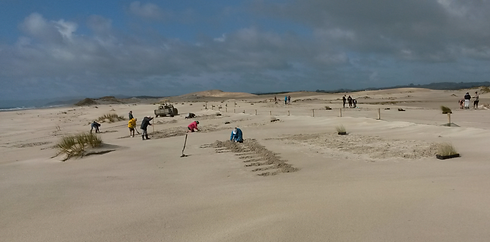 Sandspit planting (10)_edited.jpg