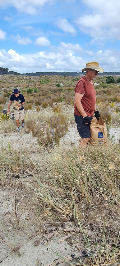 Planting the Sandspit