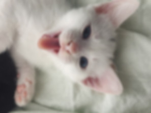 kedi sahiplendirme ilanları