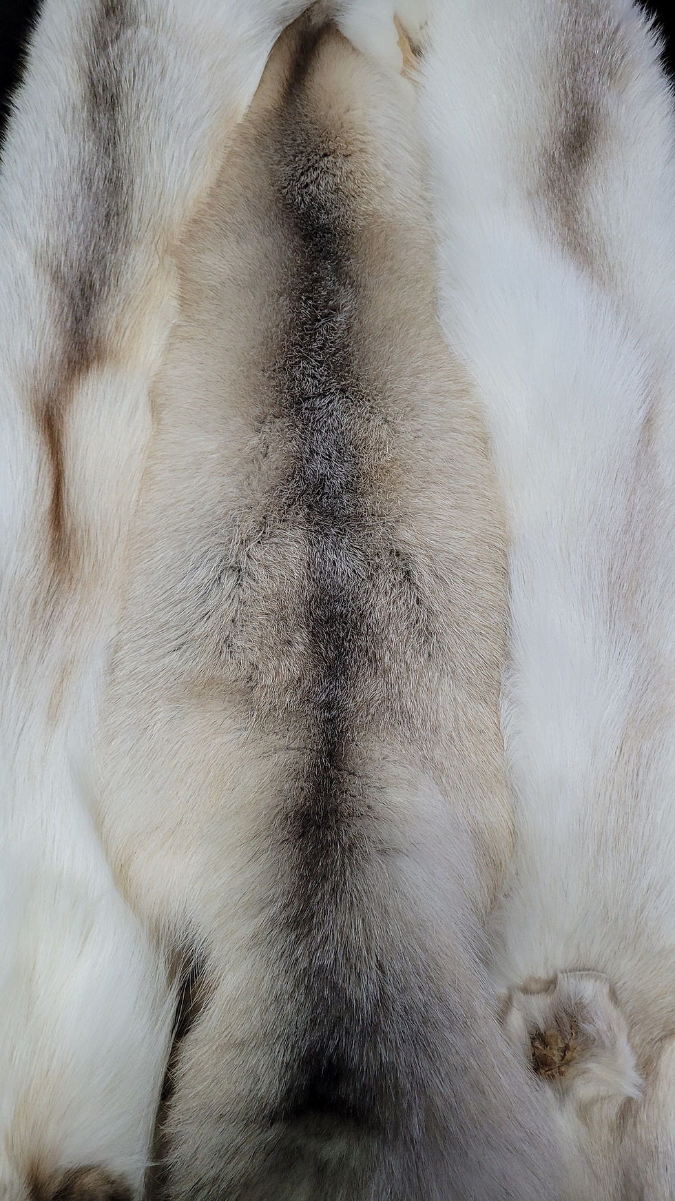 Thumbnail: XL Palomino Frost Fox Pelt
