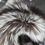 Thumbnail: Silver Fox Pelt