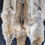 Thumbnail: Coyote Pelt