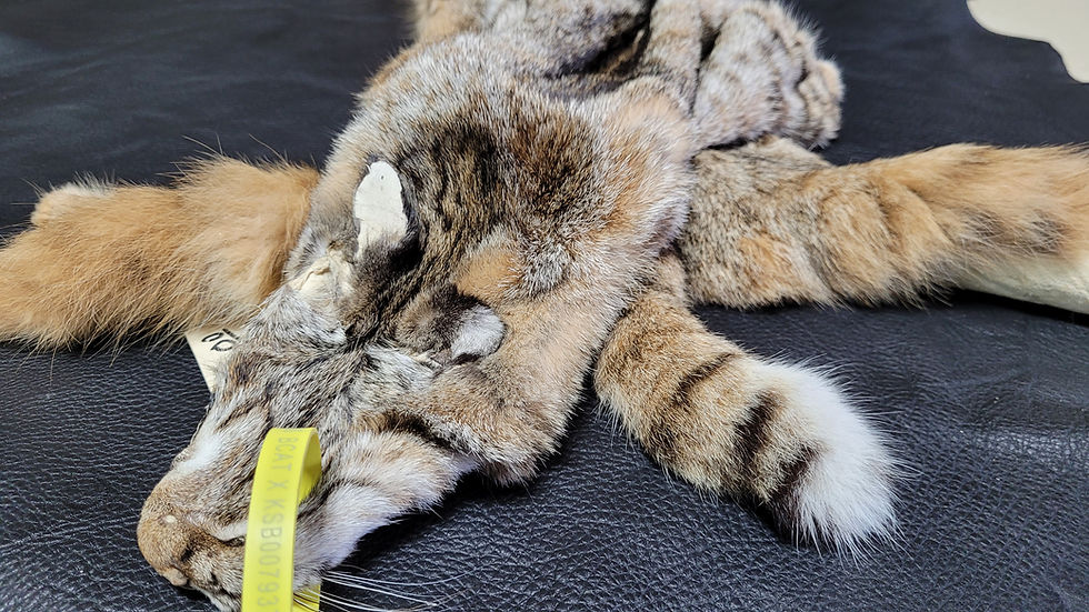 Thumbnail: Bobcat Pelt