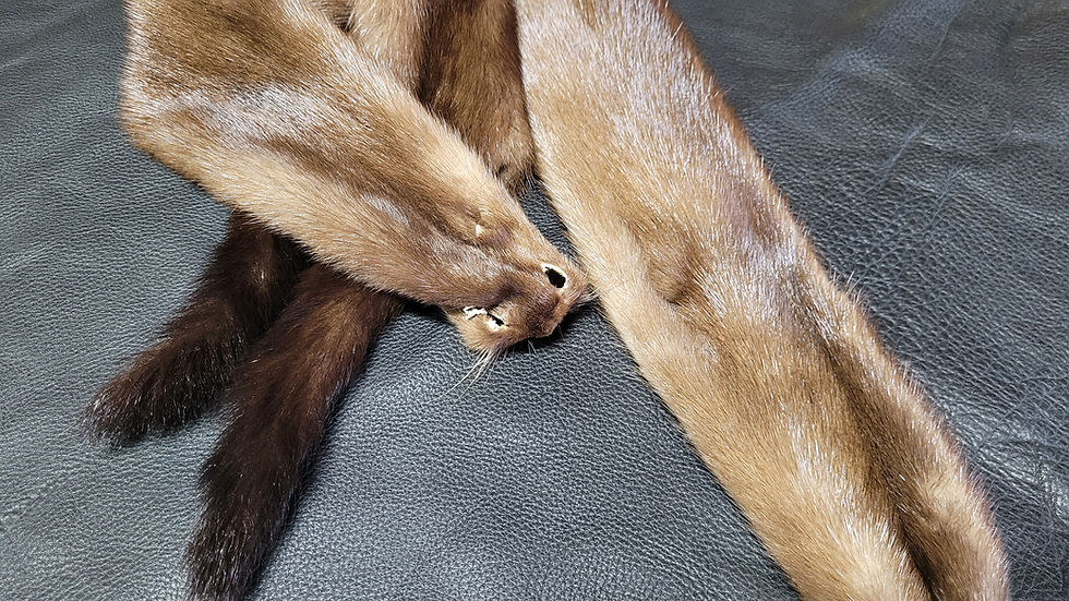 Thumbnail: Wild Mink Pelt