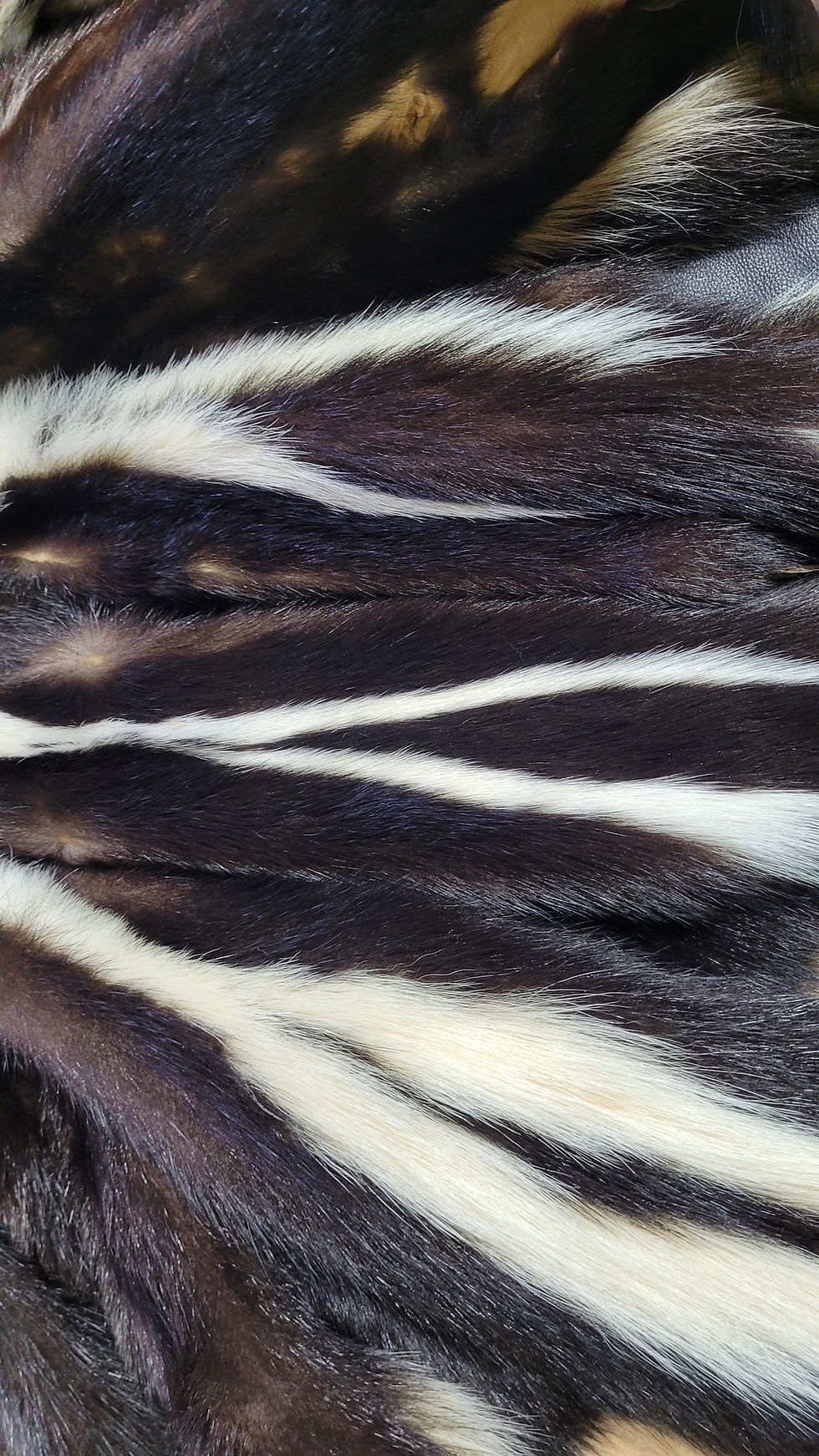 Thumbnail: LG Striped Skunk Pelt