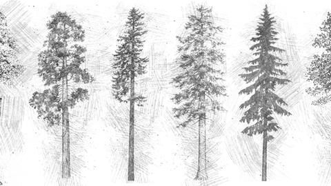 illustrations of trees used in timber framing