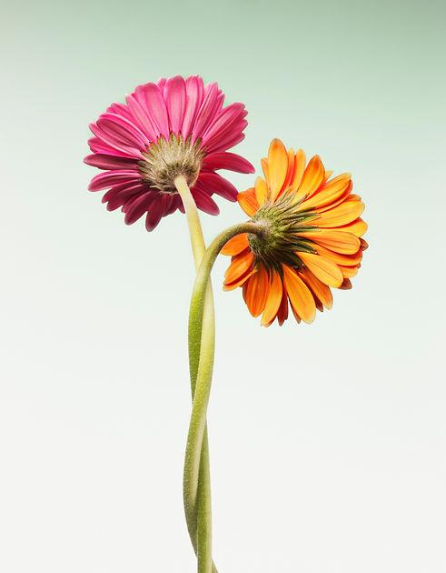 iStock-103333011.jpg