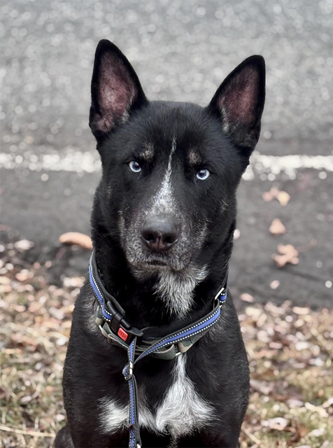 Black and white dog with blue eyes.
