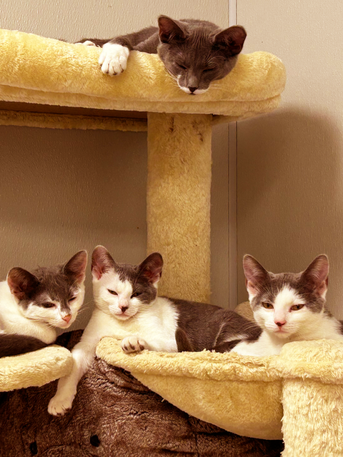 Four kittens on cat tree