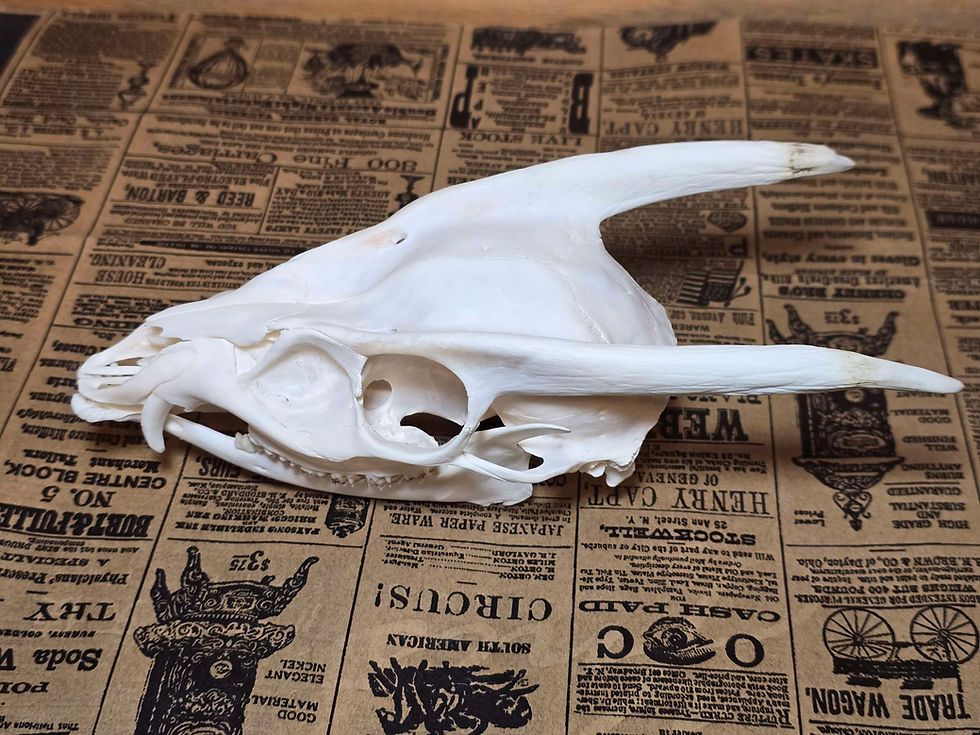 Thumbnail: Medium Muntjac Skull - 380