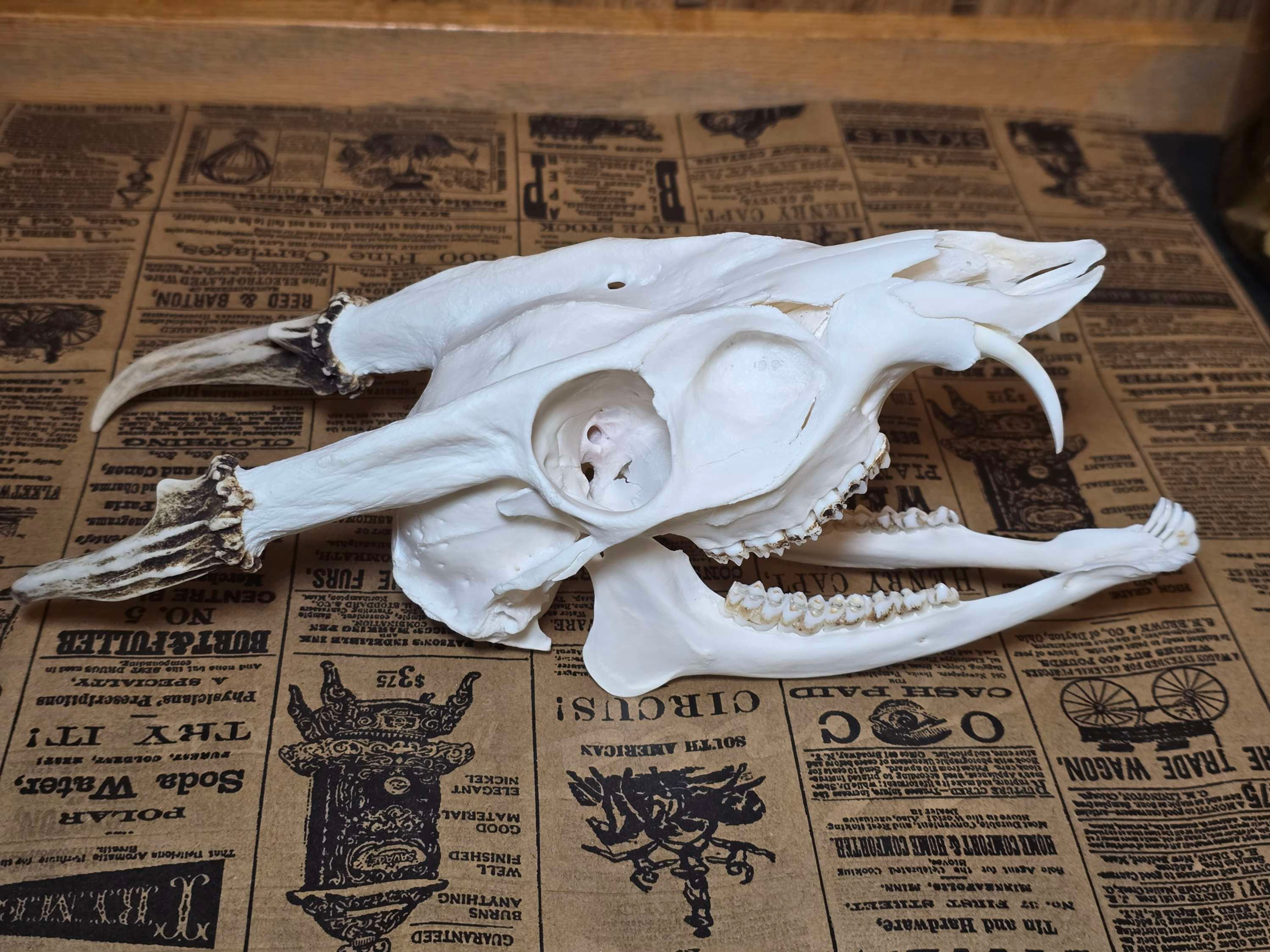 Large Muntjac Skull - 279