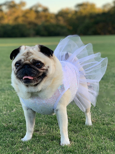 pug bridesmaid dress Sequin Wedding and for many of Size:18.5
