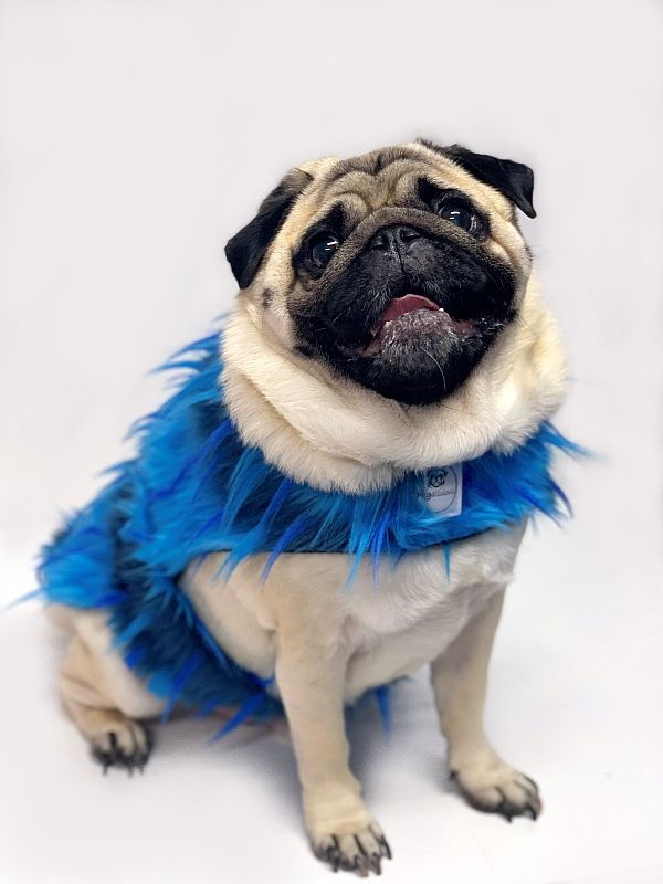 Thumbnail: Dog Coats