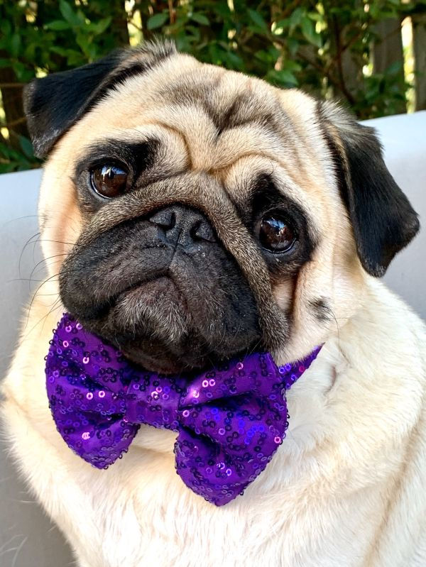 Thumbnail: Sequin Bow Tie