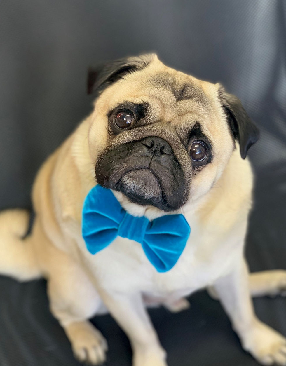 Thumbnail: Velvet Bow Tie