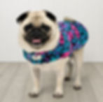 Thumbnail: Dog Coats