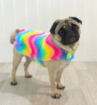 Dog Coats