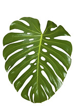 Monstera Leaf