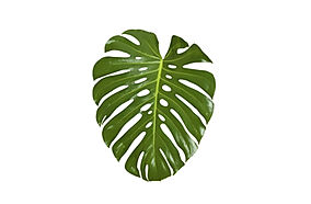 Folha de Monstera