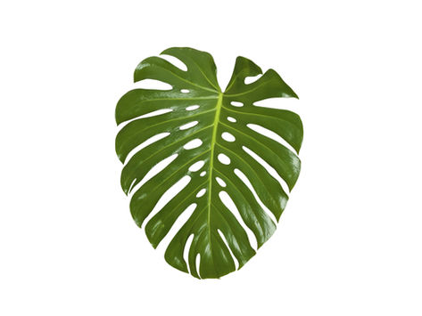 Eulogy to my plant.