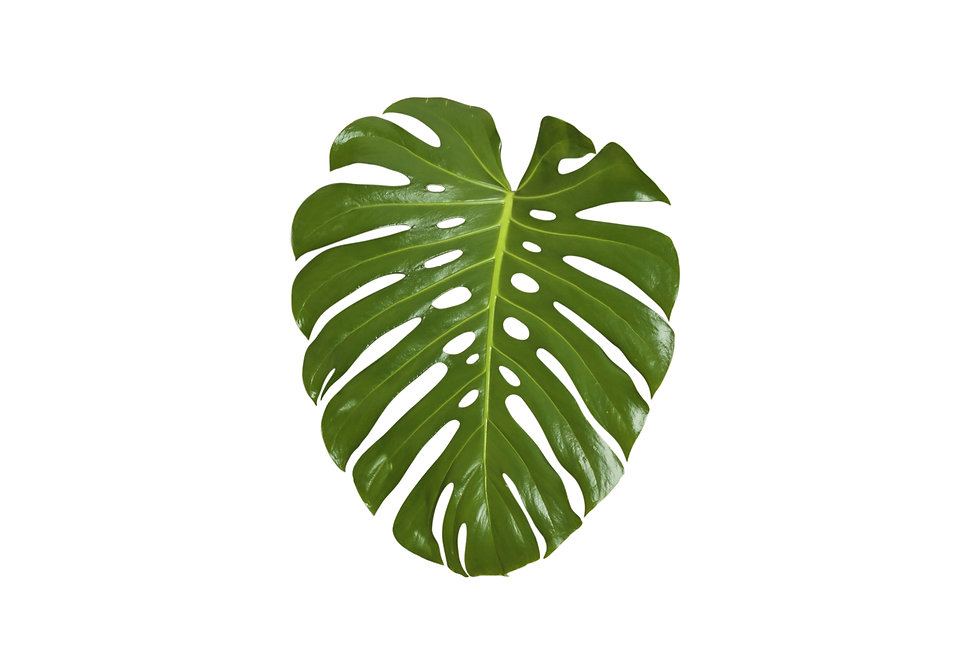 Monstera Leaf