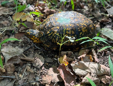 Remarkable Creature: The Tortoise