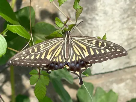 Nature's Art, Nature's Mischief