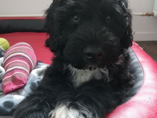 Cute puppy of Portuguese water dog