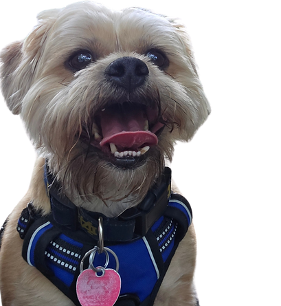 Take a look at my Canva design!.png