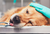 麻酔をかけた犬