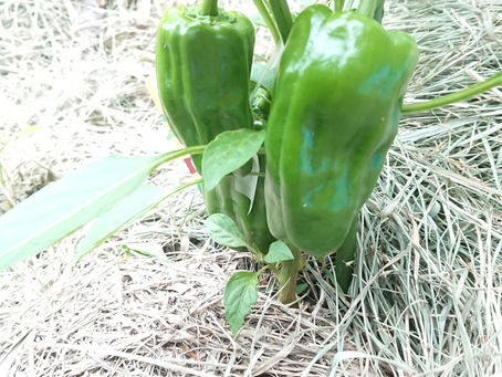 ☆家庭菜園　第8弾　ピーマンと茄子がもうすぐ収穫☆