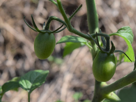 🍅家庭菜園　第5弾　どんどん実が出来てきました🍅