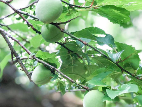 土日イベント情報!!
