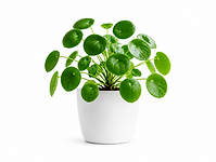 Potted Chinese Money Plant
