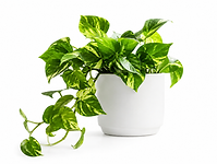 Pothos Plant
