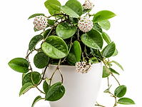 potted hoya plant